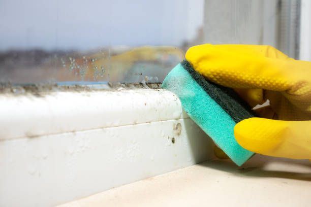 Best Post-Flood Mold Remediation in Vado, NM