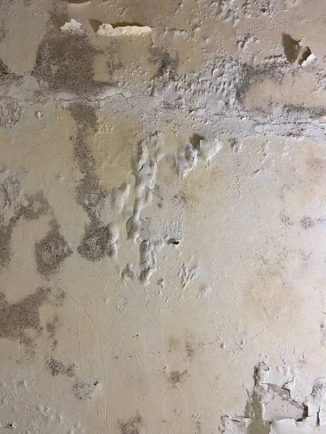 Professional Mold Remediation in Vado, NM